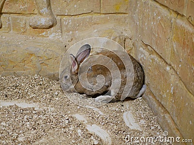 A gray-brown rabbit with long ears and a curled tail on the sand against an ochre stone wall. Stock Photo