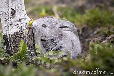 Gray bunny in the garden Stock Photo