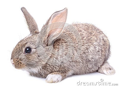 Gray bunny sitting isolated on white background Stock Photo