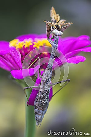 Gray Carolina Praying Mantis Stagmomantis carolina Stock Photo