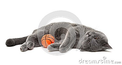 Gray cat with a ball on a white background Stock Photo