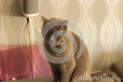 A cat of British breed sits and discontentedly looks Stock Photo