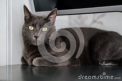 a gray cat of the Chartreux breed. pets in the family. Stock Photo