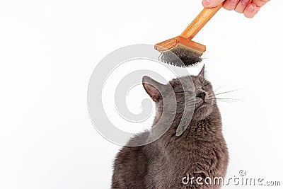 Gray cat combed wool brush on the head Stock Photo