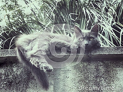 Gray cat chills on the ledge Stock Photo