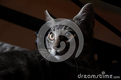 Gray cat with golden eyes Stock Photo