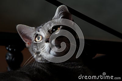 Gray cat with golden eyes Stock Photo