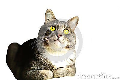 cat with green surprised eyes isolated on white Stock Photo