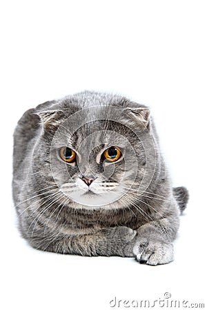 Gray cat lies on a white background isolated on white Stock Photo