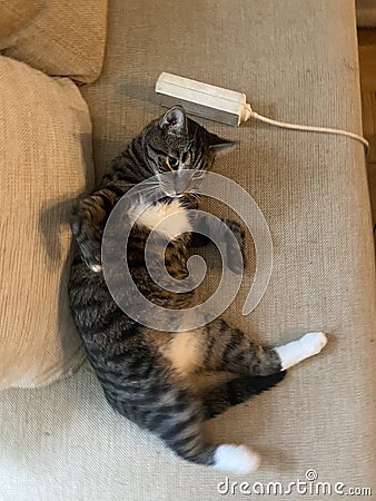 Gray cat looks surprised lying on the couch Stock Photo