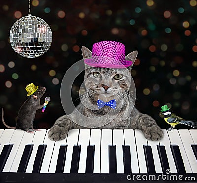 Cat gray plays piano in nightclub 2 Stock Photo