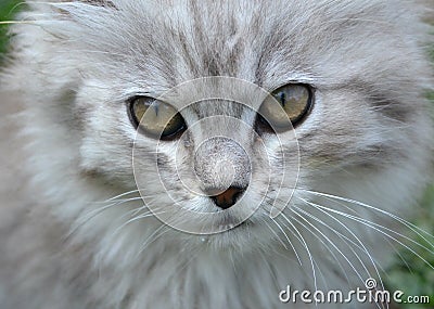 Gray cat Stock Photo