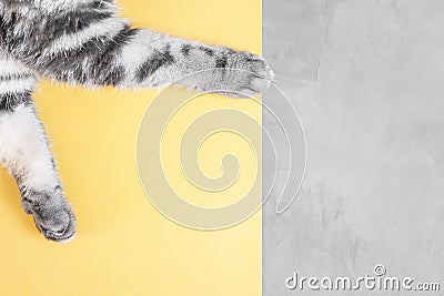 Gray cat paws on a yellow-gray background. Stock Photo