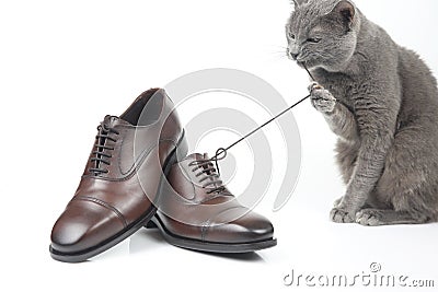 Gray cat plays with a classic lace men`s brown Shoe on white bac Stock Photo