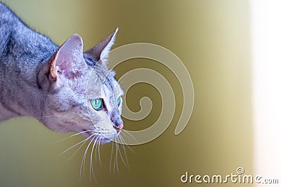 Gray cat in pounce position Stock Photo