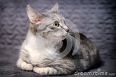 Gray cat pricked up ears and listens scaredly Stock Photo