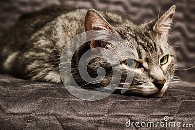 Gray cat`s face in dejection, close-up. Pet lies on a chair and is sad Stock Photo