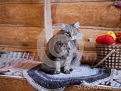 A gray cat sits next to a basket with several balls of red, yellow and white woolen threads against a log wall. The yarn is prepar Stock Photo