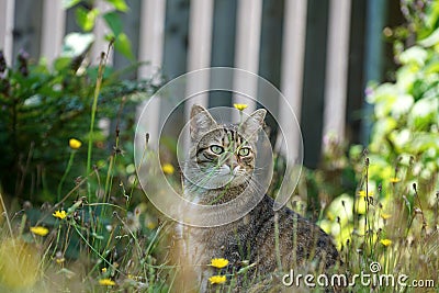 Gray cat sits in ths and waits for prey or what is coming Stock Photo