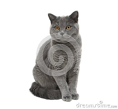 Gray cat sitting on a white background Stock Photo