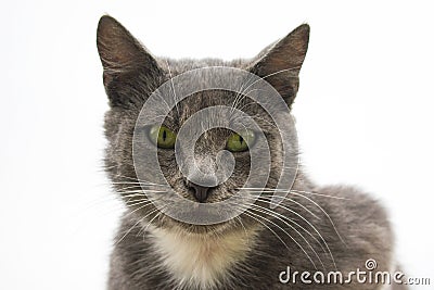 Gray cat on a gray sky background. gray cat Stock Photo