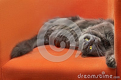 Furry gray cat nibelung portrait orange armchair Stock Photo