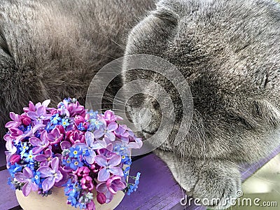 Gray cat sleeps next to a bouquet of lilacs and forget-me-nots Stock Photo