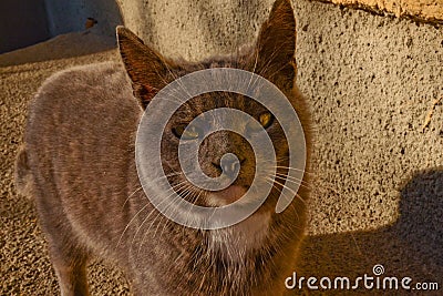 Gray cat on street, basking in the sun. The concept of protecting stray animals Stock Photo