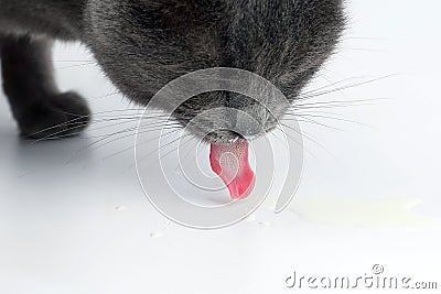 gray cat with tongue hanging out drinking milk on white background Stock Photo