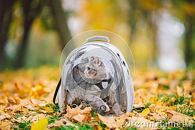 Gray cat in a transparent backpack carrying in autumn park in yellow leaves. Traveling with pets concept. Animal care Stock Photo