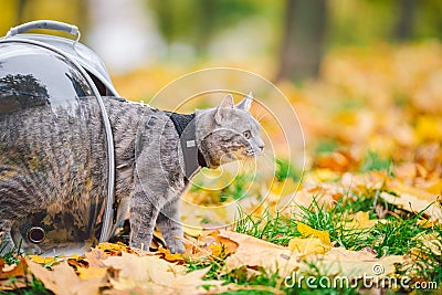 Gray cat in a transparent backpack carrying in autumn park in yellow leaves. Traveling with pets concept. Animal care Stock Photo