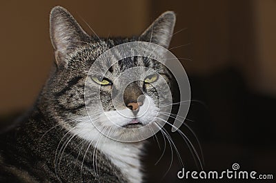 Gray Cat With White Tufts Glaring And Sticking Out Its Tongue Stock Photo