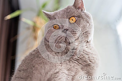 Grey cat Brit lies on the window Stock Photo
