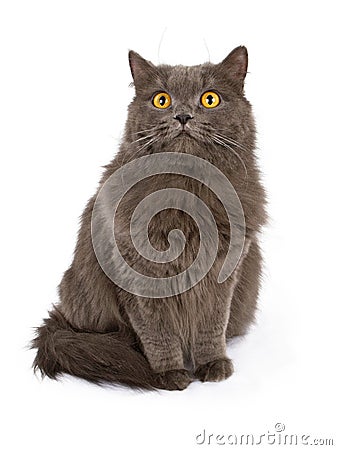 Gray cat with yellow eyes isolated on white Stock Photo