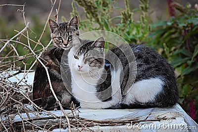 Gray cats posing in grass. Close image cat Oudoor in garden Stock Photo