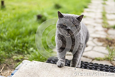 Gray chartreux cat with a yellow eyes outdoor. Stock Photo