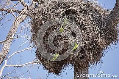 Gray Cheeked Parakeets Repairing and Flying by Nest Stock Photo