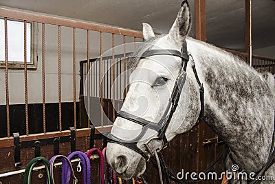 A gray-colored sports horse in a bridle and a martingale, stands on the aisle stables Stock Photo