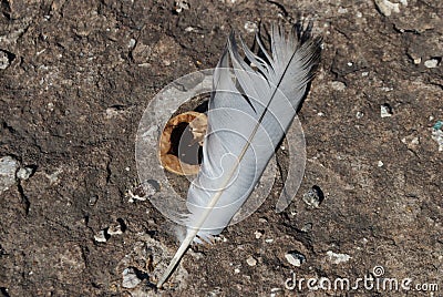 Gray concrete slab with feather and walnut Stock Photo