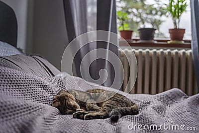 Gray cozy sleeping cat on a bed in a room with a window Stock Photo