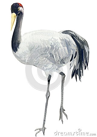 Gray crane bird on isolated background, watercolor drawing Cartoon Illustration