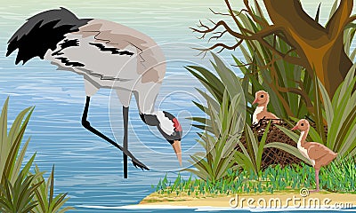 Gray Crane in a swamp or lake with its chicks in the nest. The pond is a tree with tall grass. Common crane or Grus grus or Eurasi Vector Illustration