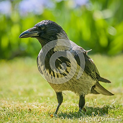 Gray crow Stock Photo