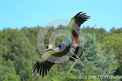 Gray crowned crane Stock Photo