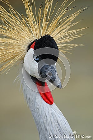 Gray crowned crane Stock Photo