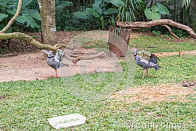 Gray Crowned Crane exotic bird in Brazil Stock Photo