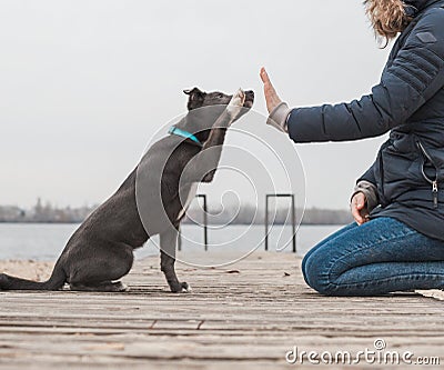 A gray dog with a white chest in a mint-colored collar gives a paw Stock Photo