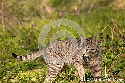 Gray domestic cat walks through the grass and lurks. Unpitched wild male cat Stock Photo