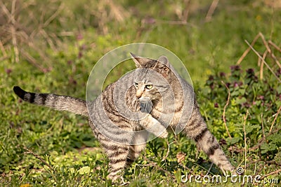 Gray domestic cat walks through the grass and lurks. Unpitched wild male cat Stock Photo