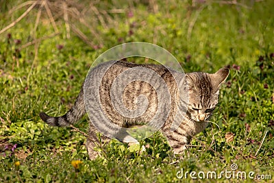 Gray domestic cat walks through the grass and lurks. Unpitched wild male cat Stock Photo